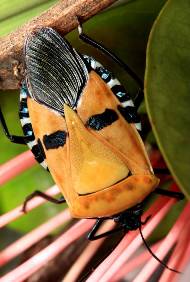 Elvis stink bug