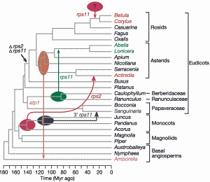 plant phylogeny