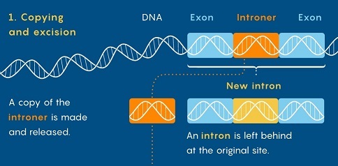 Introns and Introners