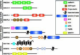 metazoan proteins