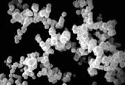 nanobacteria