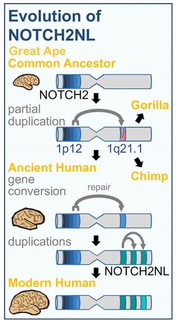 the creation of the modern forms of NOTCH2NL genes
