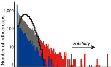 orthogroup volatility