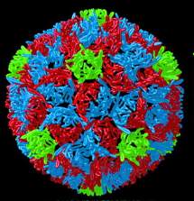 Poliovirus