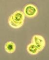 Bacteria