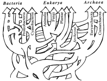 criss-crossing phylogenetic tree by Doolittle