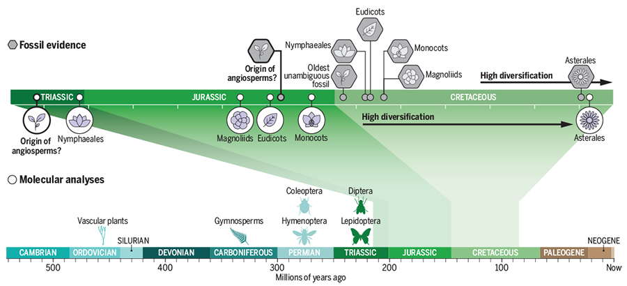 Angiosperm genes look to old