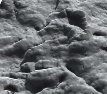 3D interactive image of the crinoid fossil, by Amine Belkessam on Sketchfab