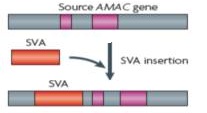 Nearly half of the human genome is derived from transposable elements (TEs)