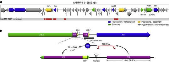 Retroelement-containing ANMV-1 genome