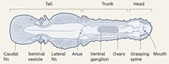 The genomic origin of the unique chaetognath body plan