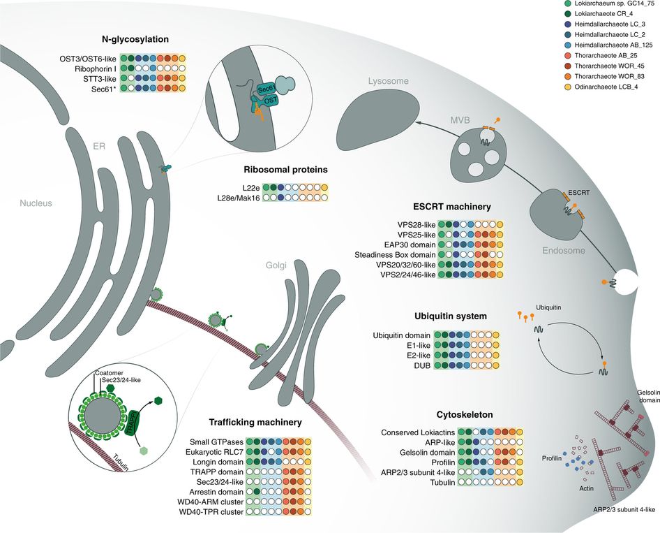 ESPs that have been identified in Asgard archaea