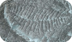 Ediacaran plant fossil