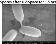 hardy bacterial spores