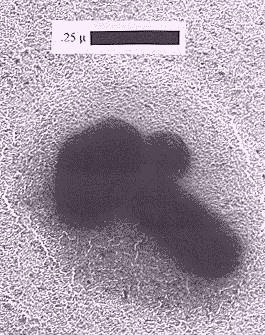 Large virus-like particle