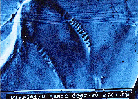 meteorite photo