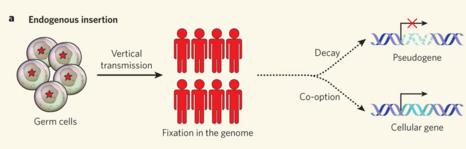endogenization of viruses
