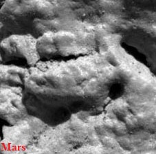 Sea Lilies on Ancient Mars