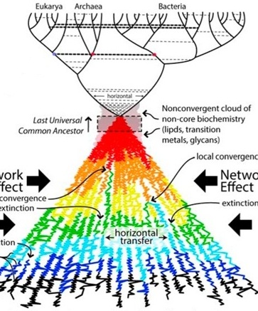 LUCA by a 'network effect'?