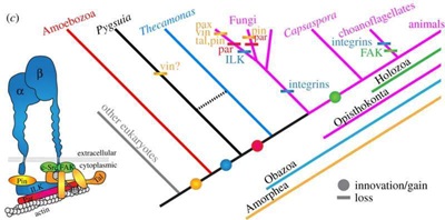 Some genes and proteins that most people think are specific to being multicellular in animals are already present in their unicellular relatives.