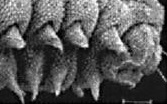 Butterflies and their larvae, caterpillars, were once separate species, brought together by hybridization