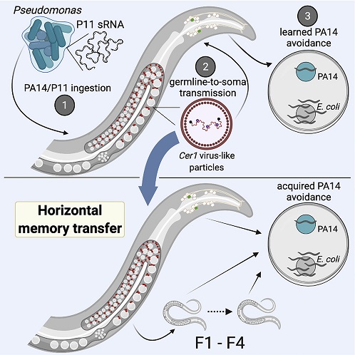 mother worms who encounter pathogenic P. aeruginosa