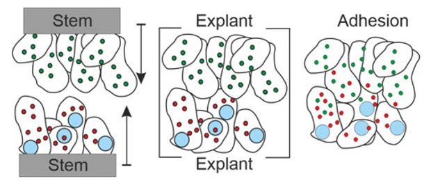 Alexander P. Hertle et al., 2021