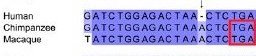 gene sequences