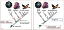 First Animal on Earth Was Surprisingly Complex