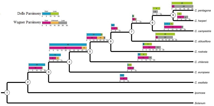 HGT is both ancestral and an ongoing process in Cuscuta