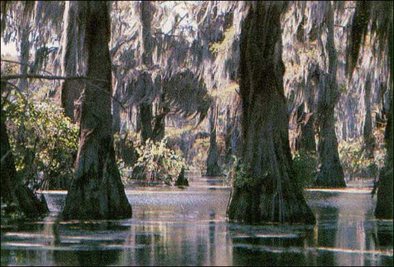 Cypress swamp