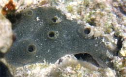 a demosponge found on the Great Barrier Reef