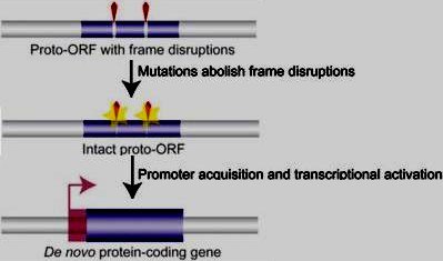 Origin of protein-coding genes from scratch