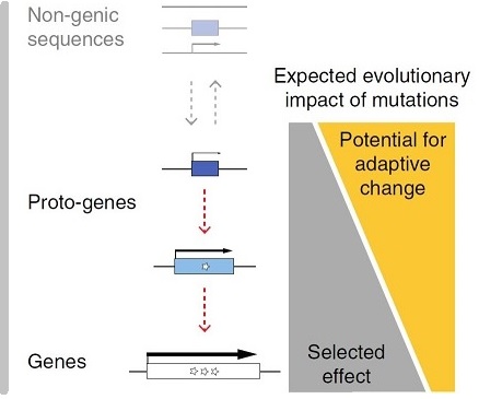 De novo emergence of adaptive membrane proteins from thymine-rich genomic sequences