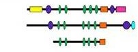 The gain and loss of exons has contributed to the evolution of new features.