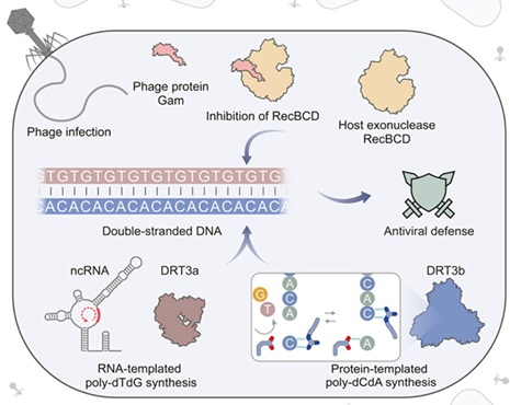Coordinated RNA- and protein-templated synthesis of double-stranded DNA
