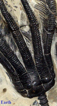 Crinoid fossil from Harvard Museum