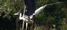 eDNA sampled from the air