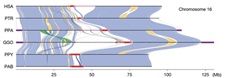 Human chromosome 16 compared with syntenic chromosomes from chimpanzee, bonobo, gorilla, Bornean orangutan and Sumatran orangutan