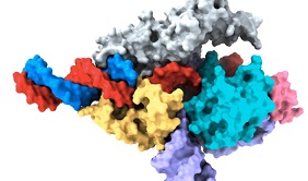 Fanzor protein