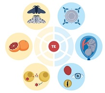 Transposable elements as catalysts of evolutionary innovation