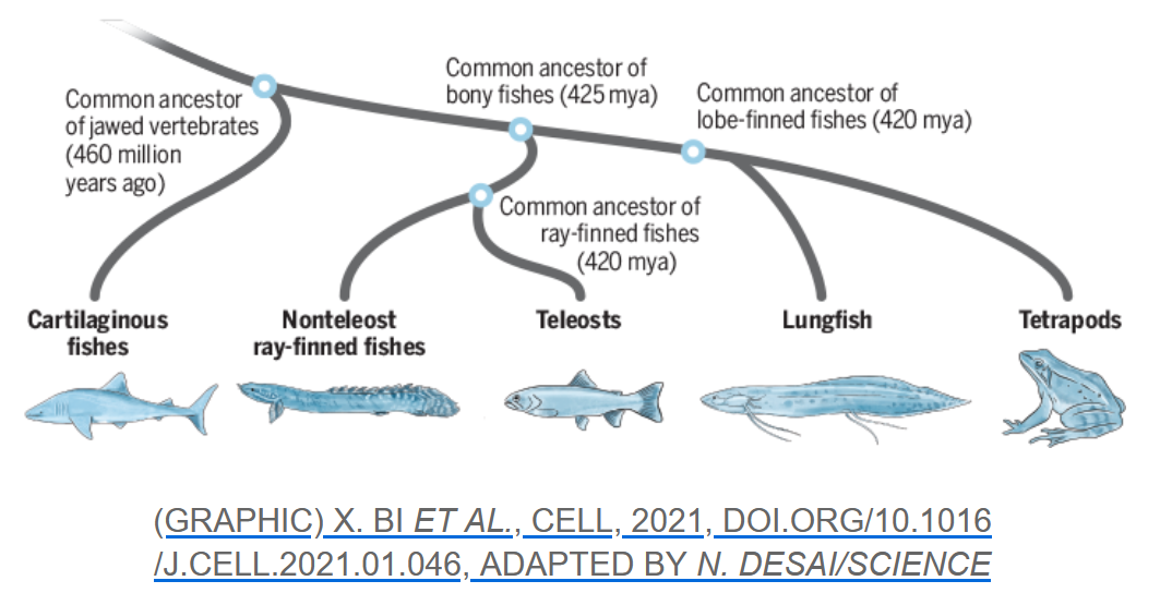 phylogeny of fish and tetrapods