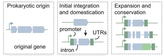 ...the potential significance of HGT in eukaryotic biology