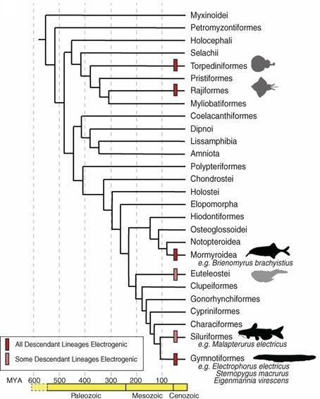 Tree showing convergent evolution of the myogenic electric organ