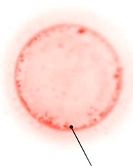 A Chemically Defined Synthetic Cell Capable of Growth and Replication, by Nathaniel J. Gaut et al