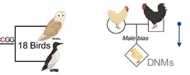graph shows the difference between macro- (L) and microevolution