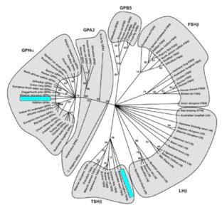 phylogenetic analysis