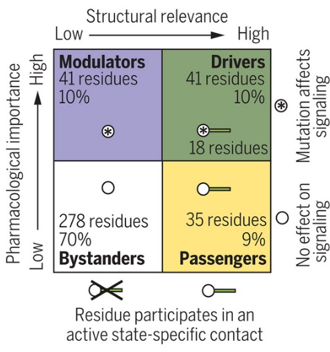 G protein-coupled receptor (GPCR) affected by single substitutions