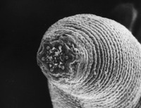 Nematode