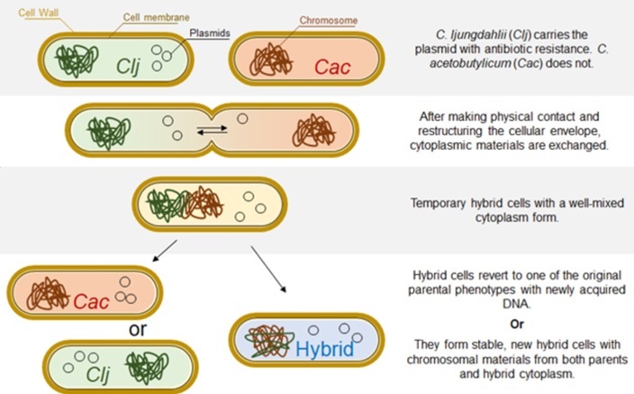 The researchers found that two species of bacteria (Clostridium acetobutylicum and C. ljungdahlii) can share genetic information via heterologous cell fusion, a mechanism for horizontal gene transfer 'that has not been previously contemplated or observed before,' Papoutsakis said.
